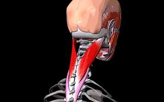 Болят мышцы шея голова