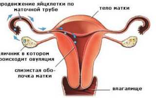 Коричневые выделения в середине цикла и болит спина