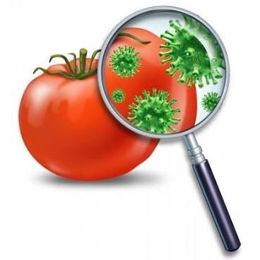 Болит голова спина живот тошнит