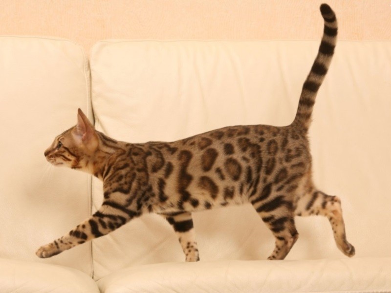 Как понять что у кошки болит спина