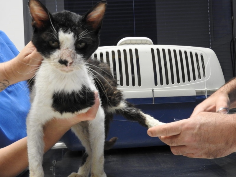 Как понять что у кошки болит спина