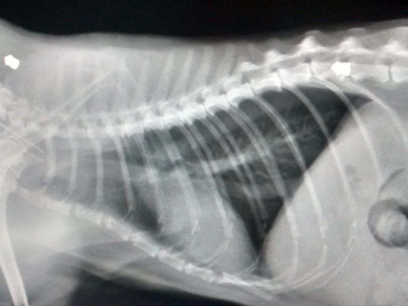 Как понять что у кошки болит спина