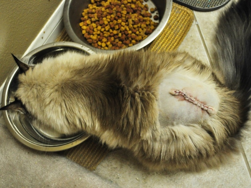 Как понять что у кошки болит спина