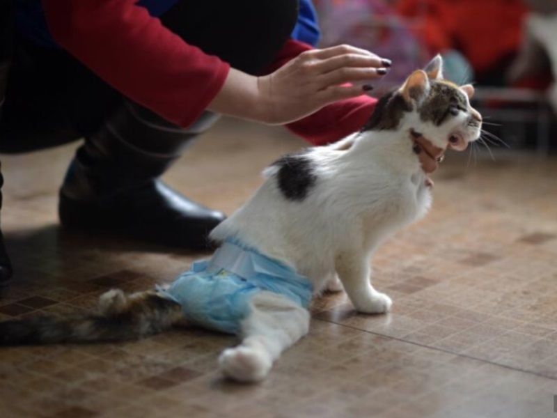 Как понять что у кошки болит спина