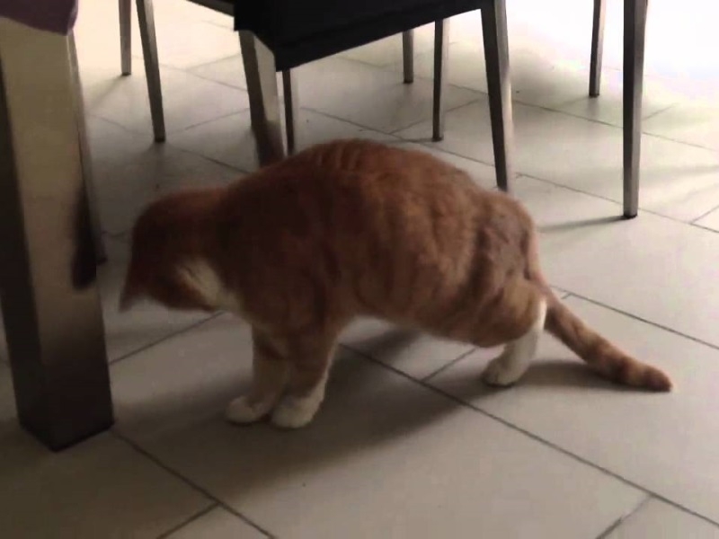 Как понять что у кошки болит спина