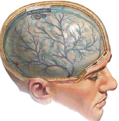 Болит голова спина живот тошнит