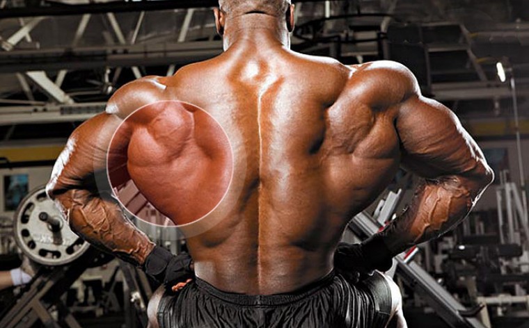 Проработка трапеций и широчайших