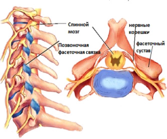 Болят суставы спина поясница ноги шея