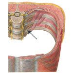 Межреберная невралгия лечение